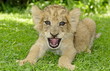 Löwen Baby lacht
