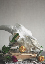 Still Life With Dry Roses And Animal Skull On Vintage Book