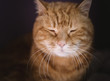 © Vladimir Arndt - Lovely red cat. Soft focus.