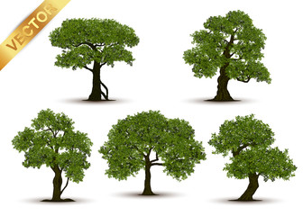 Wall Mural - beautiful tree realistic on a white background.