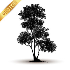 Wall Mural - tree silhouette isolated on white background.