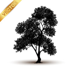 Wall Mural - tree silhouette isolated on white background.