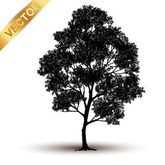 Wall Mural - tree silhouette isolated on white background.