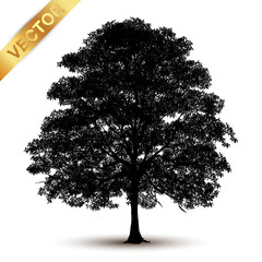 Wall Mural - tree silhouette isolated on white background.