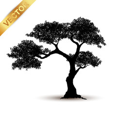 Wall Mural - tree silhouette isolated on white background.