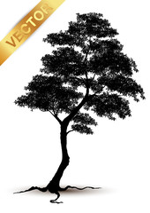Wall Mural - tree silhouette isolated on white background.