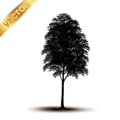 Wall Mural - tree silhouette isolated on white background.