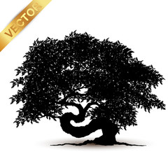 Wall Mural - tree silhouette isolated on white background.