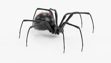 Realistic 3D Render Of Black Widow Spider