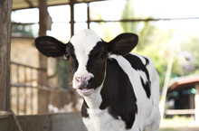 Young Black And White Calf At Dairy Farm. Newborn Baby Cow