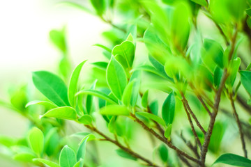 Close up nature Leaves Background, green leaf on blurred background in garden with copy space, fresh wallpaper concept.