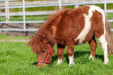 A running Shetlandpony on a green meadow