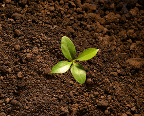 Poster - Top view of young plant  growing out from soil