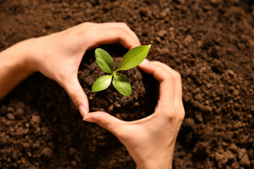 Poster - Hand making a heart shape around young plant