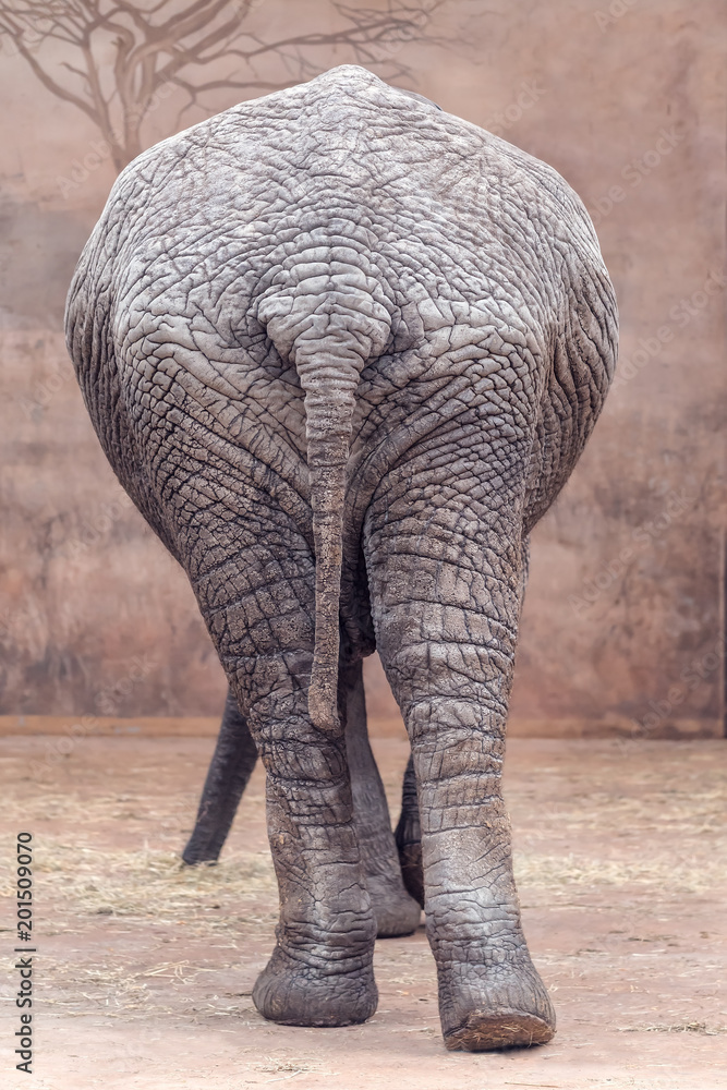 Elephant Buttocks Stock Photo. Image Of Tail, Nature - 28917886