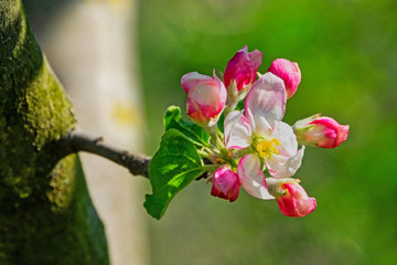 Fotomurales - Apfelblüte