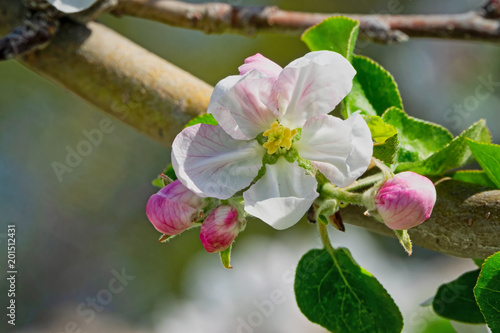 Plakat kwiat jabłoni
