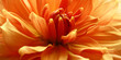 Petals in the salmon./Petals of a large flower a dahlia in salmon tones close up.