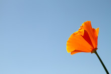 California Poppy Blossom Against Blue Sky