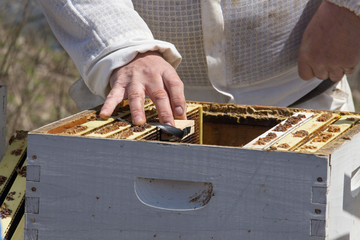 Installing the queen in a hive