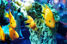 Yellow Fish In The Aquarium