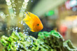 yellow fish in the aquarium