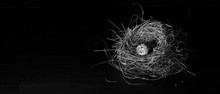 Nest Bird And Eggs Of Bird On Dark Background And Space For Message