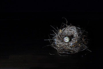 Nest bird and Eggs of bird on dark background and space for message