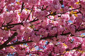 Fotomurales - Baum im Frühling