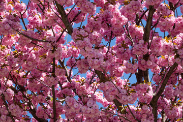 Fotomurales - Baum im Frühling