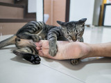 Fototapeta  - cat lay on ground prepare to play and bite man's foot