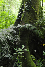 Epiphytes, Or Plants Growning On Plants, Are Common In A Tropical Rainforest.