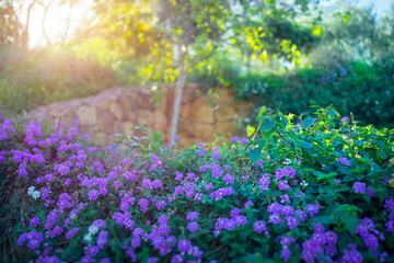 Poster - Beautiful blooming orchard