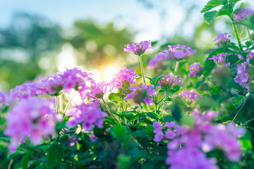 Sticker - Beautiful purple flowers