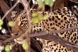Leopard in the branches - Chobe National Park, Botswana