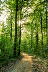 Naklejka na meble Sonnenstrahlen im Wald