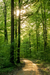 Poster - Sonnenstrahlen im Wald