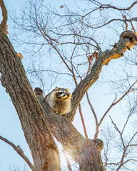 fluffy raccoon sits high up on a tree and watching. 