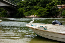 Great White Egret Perched On White Boat In The Background, Marapendi Lagoon, Rio De Janeiro
