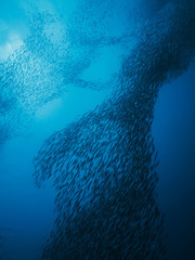 School of fish