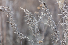 Dry Gray Grass On Nature In Winter