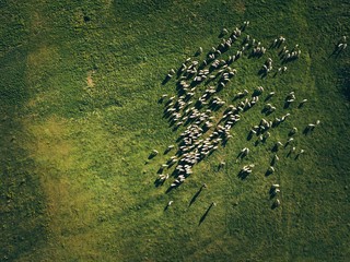Wall Mural - Aerial View Flock Of Sheep