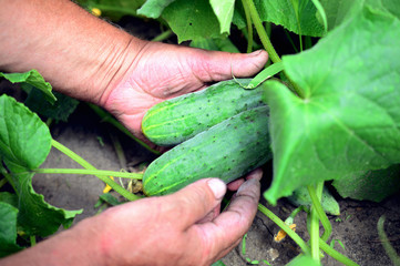 farmer is holding cucumbers in the garden