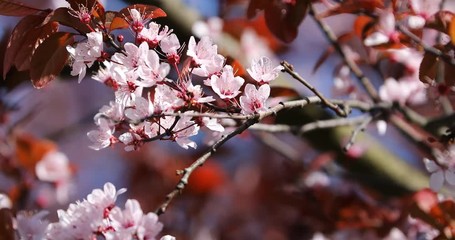 Wall Mural - Spring Cherry blossoms, pink flowers.