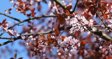 Wall Mural - Spring Cherry blossoms, pink flowers.