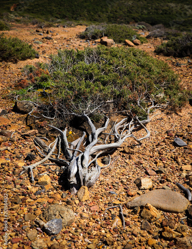 Fotografie, Obraz Small wild pine tree twisted, molded by wind. Natural bonsai