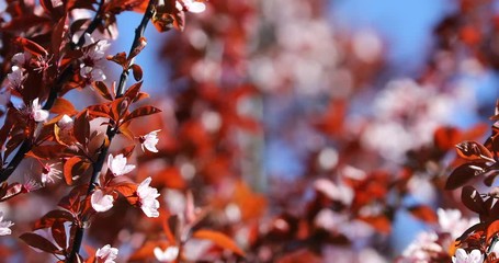 Wall Mural - Spring Cherry blossoms, pink flowers.