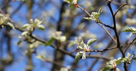 Wall Mural - Green buds on branches in spring. Nature and blooming in spring time. Bokeh light background.