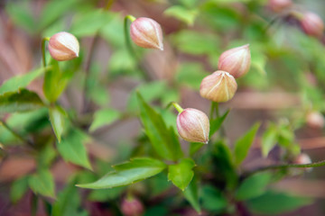 Sticker - Tender pink Clematis buds from close