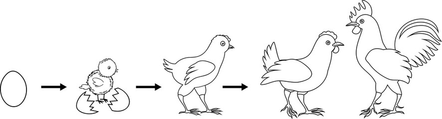 Sticker - Coloring page. Stages of chicken growth from egg to adult bird